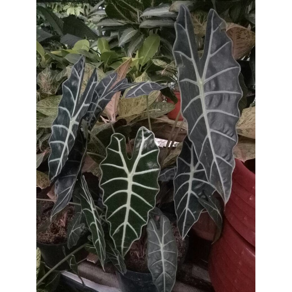 tanaman alocasia amazon