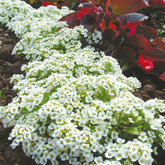 Benih Bibit Biji - Bunga Alyssum Snow Cloth (Lobularia maritima) Sweet Alyssum Putih Flower Seeds - IMPORT