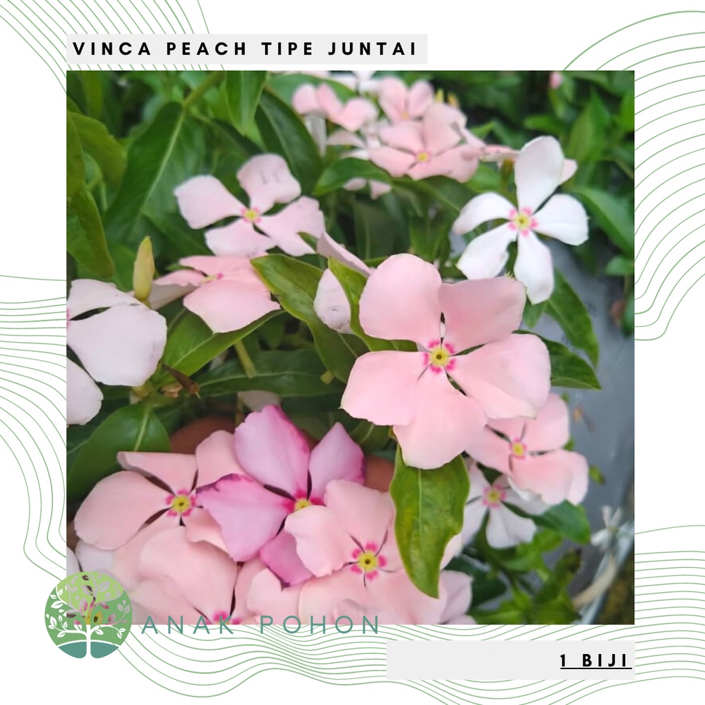 Benih Bibit Biji - Bunga Vinca Peach Tipe Juntai Rare Jenis Langka Flower Seeds - FRESH SEEDS