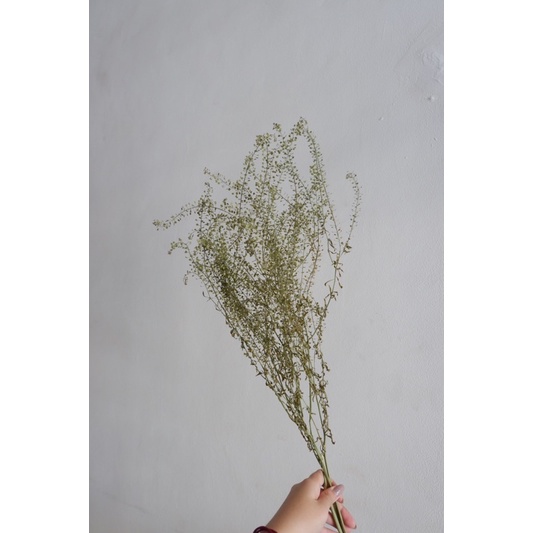 Thlaspi Filler Dekorasi