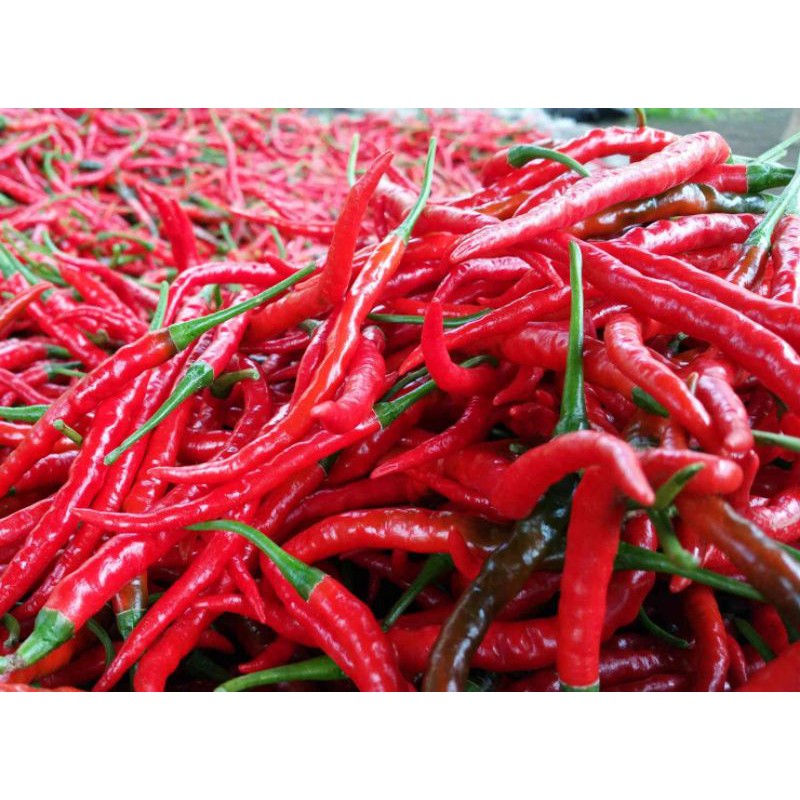 

Cabe Keriting Merah