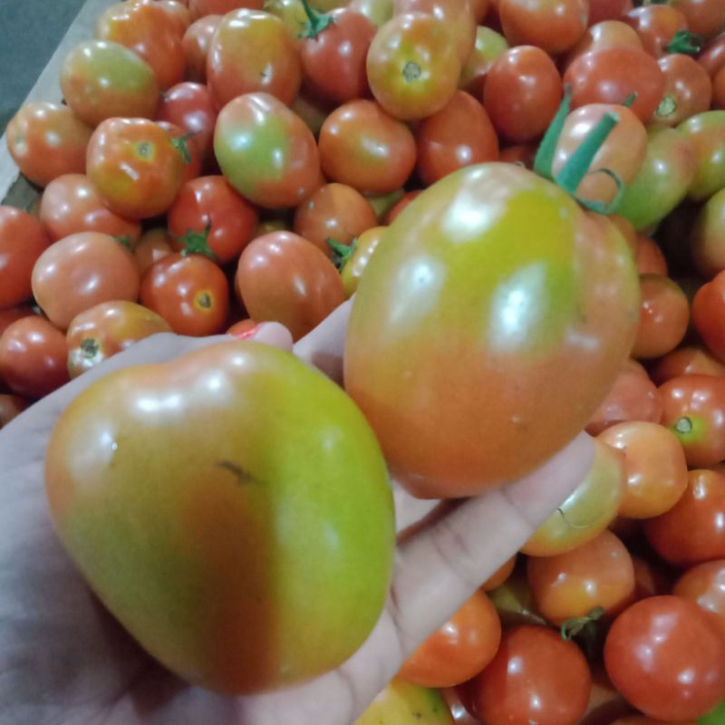 

TOMAT MERAH DAN HIJAU PER KILO