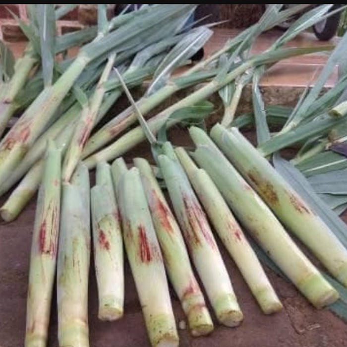 

READY BUNGA TEBU NIKMAT TERUBUK BAHAN MASAKAN LEZAT