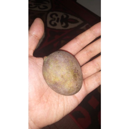 

asam kumbang