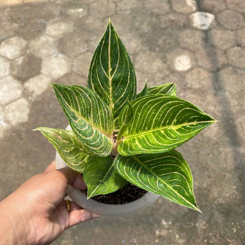 Aglonema Queen Of Siam Tanaman Hias Aglaonema Queen of siam tanaman hias daun tanaman aglo aglo mura