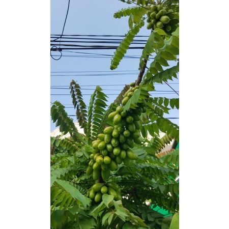 

BELIMBING WULUH/ SAYUR