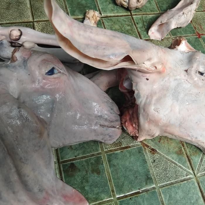 45+ Foto Kepala Kambing Etawa Pics