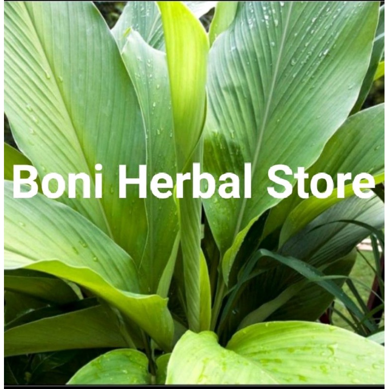 

Daun Kunyit Segar 10 Lembar