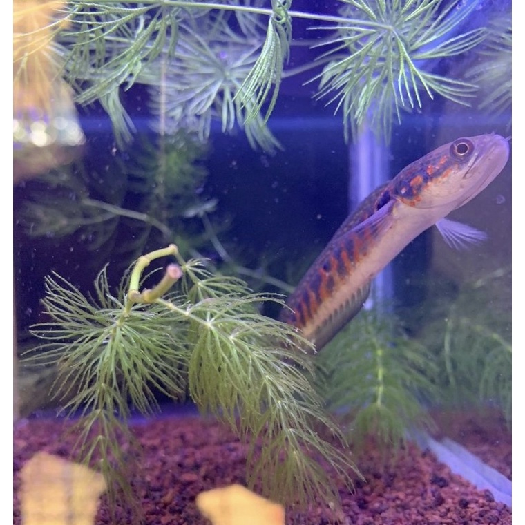 Channa Asiatica RSWS dominan RS/dominan WS ukuran 7-9 cm merah dan full mutiara