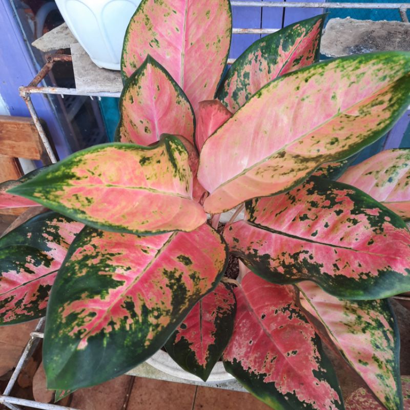 AGLONEMA KOCHIN PARAMUAI RUMPUN 4, DEWASA / ANAKAN / TANAMAN HIAS KOCHIN PINK