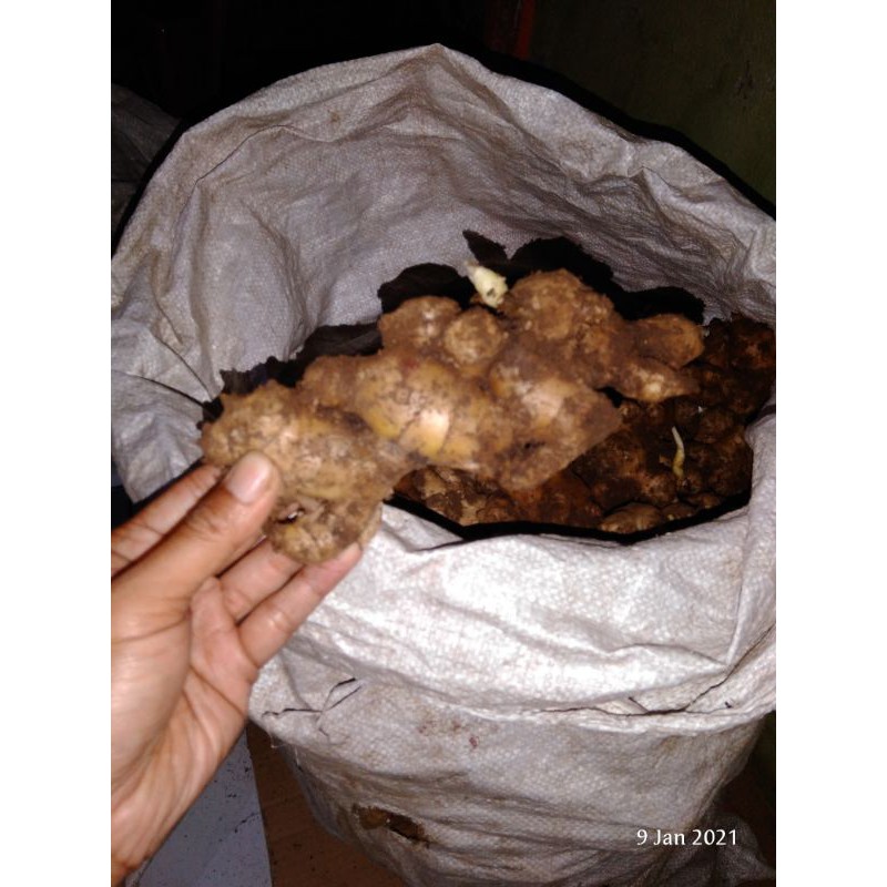 bibit Jahe Gajah rimpang