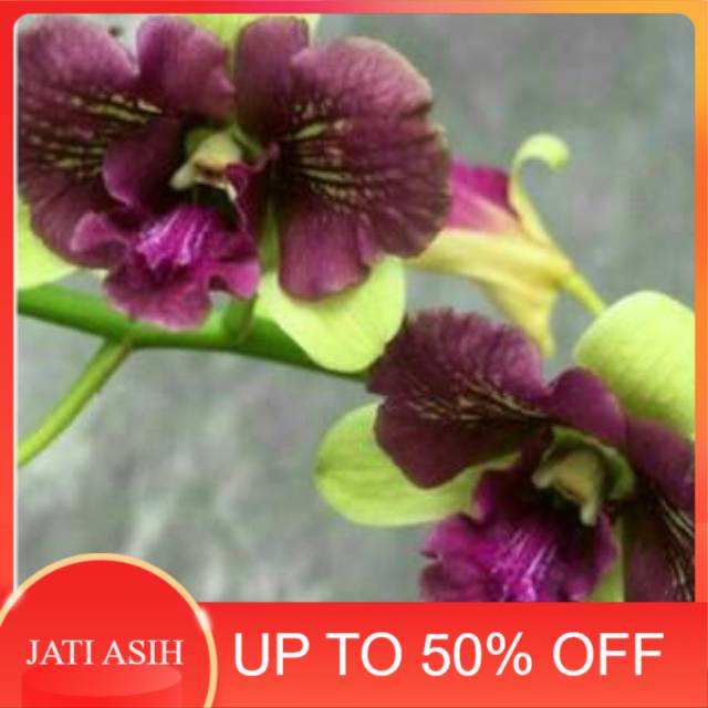 Anggrek Dendrobium Nopporn Green 3 Lips