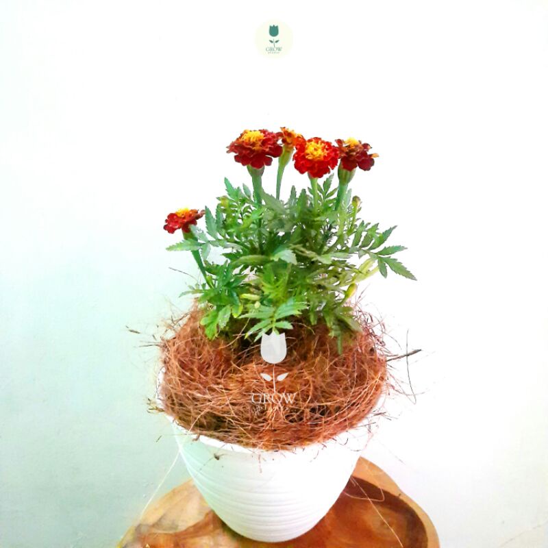 tanaman mary gold bunga kecil merah