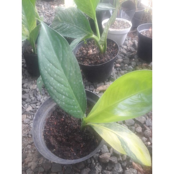 difenbachia panglima varigata (anakan)