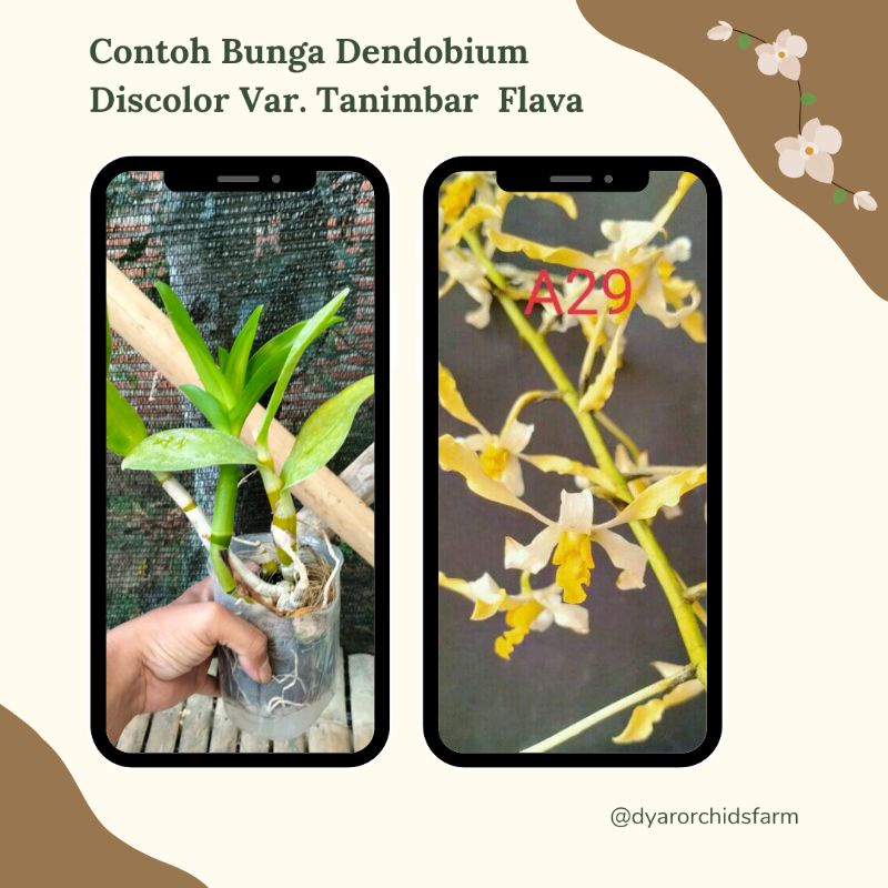 Dendrobium Discolor var Tanimbar flava