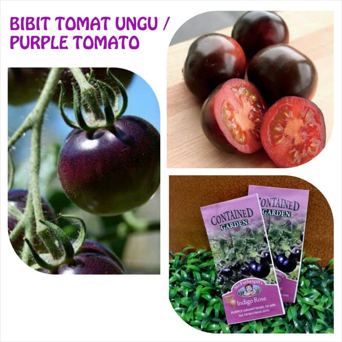 

Unik BIBIT BENIH TOMAT UNGU INDIGO ROSE PURPLE COLOURED TOMATO Limited