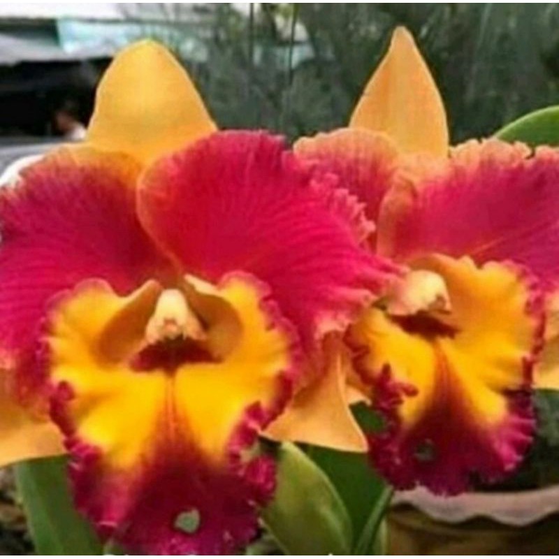 Pohon Anggrek Cattleya Bunga Merah Oranye Dewasa Siap Spike