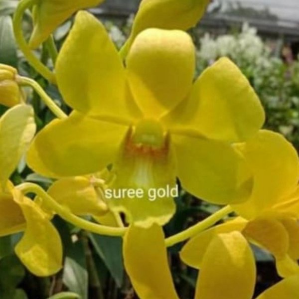 anggrek sure gold dp