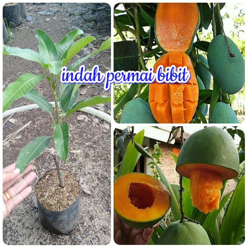 Bibit tanaman mangga alpukat madu