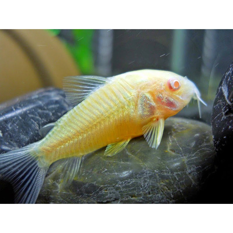 Ikan Hias Koridoras Corydoras Albino Aquarium Aquascape Garansi