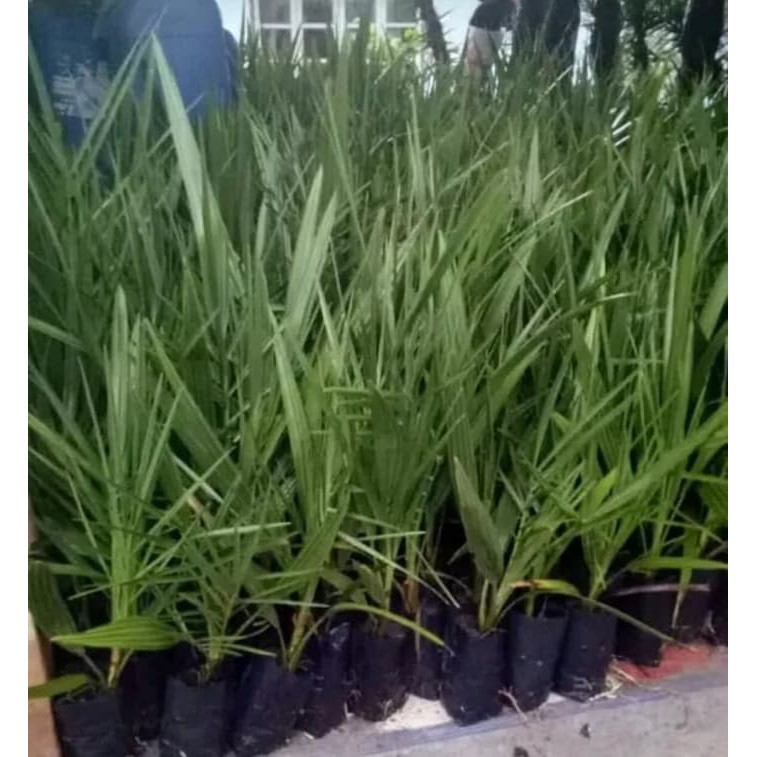 Ready 2 Bibit Buah Kurma Ajwa Jantan Dan Betina/ Bibit /Biji / Benih