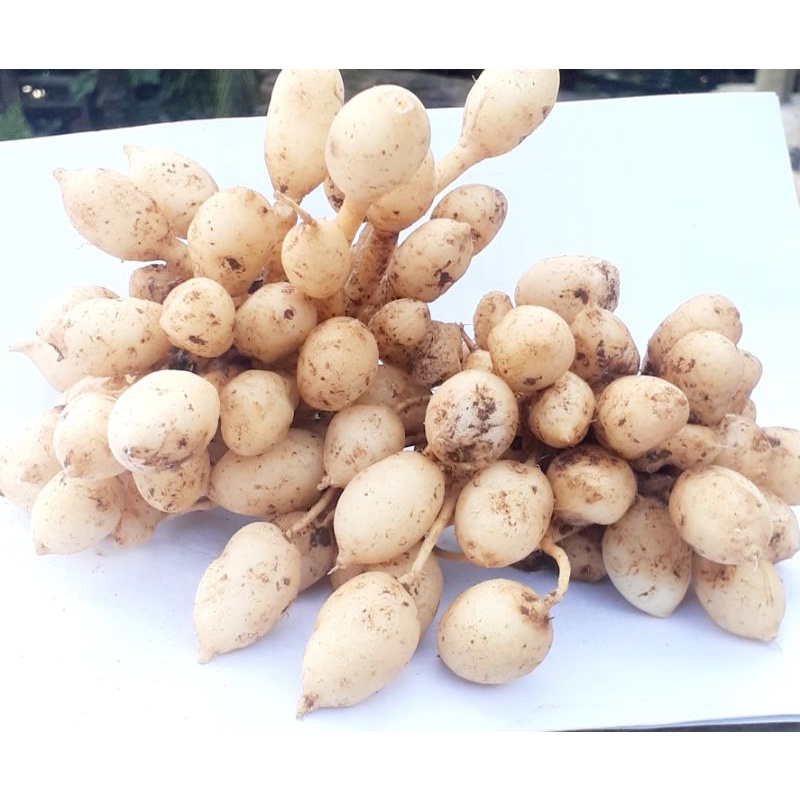 

kunyit putih /gomyok segar