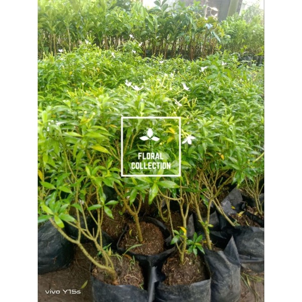 DS• bibit tanaman Rombusa super siap tanam || Rombusa Hijau Rombusa Varigata hias