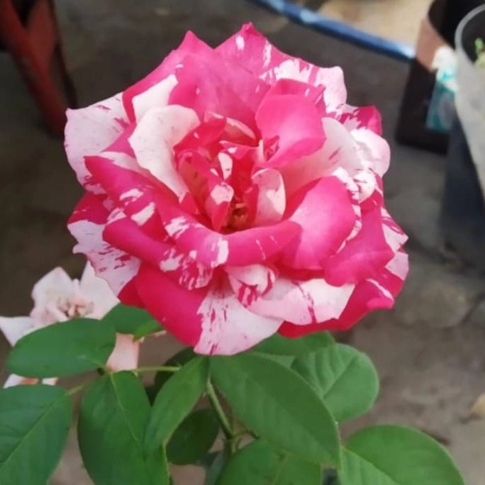 Tanaman hias Bunga Mawar pink putih - mawar bunga pink putih - Tanaman Hidup - Tanaman hiasan mawar 