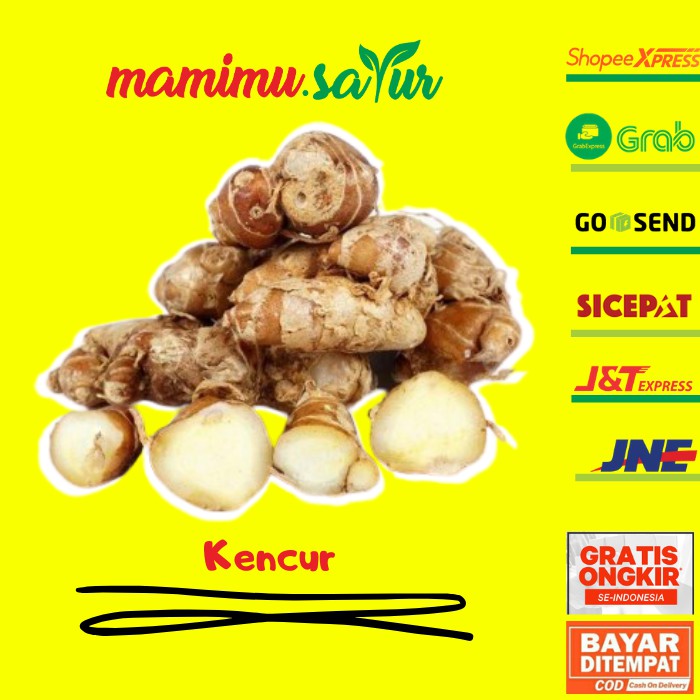 

KENCUR SEGAR BESAR KENCUR 100 GR BUMBU REMPAH ASLI KENCUR BUMBU DAPUR SEGAR SAYUR ASLI KENCUR 250 GR