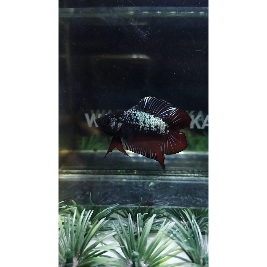 CUPANG PLAKAT DOUBLE TAIL AVATAR COPPER RED 100% REALPICT (KODE DTAVR1)