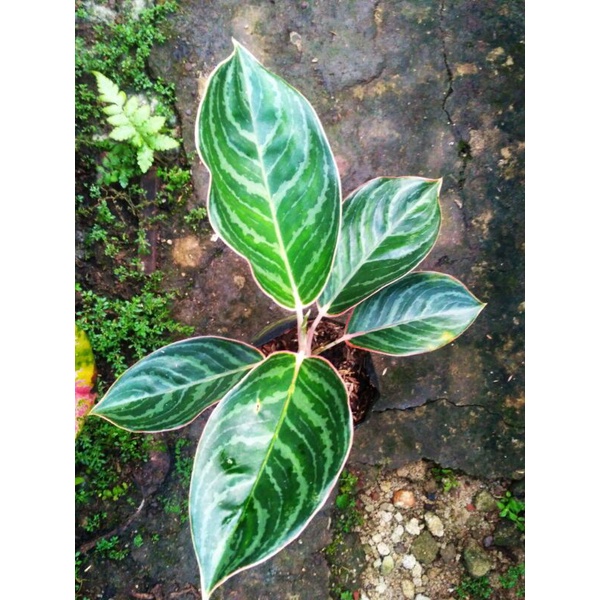 Aglonema lipstik zebra (lipstik emeral dragon)