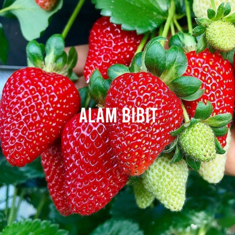 BIBIT STROBERI JUMBOO CALIFORNIA (BELI 5 GRATIS 1)