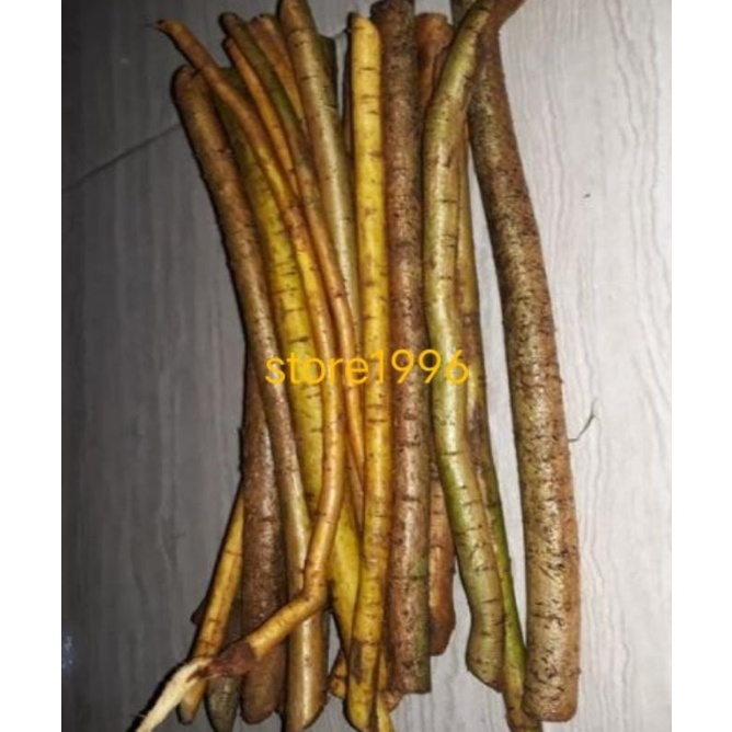

jual akar tuba /Jenu segar 500 gram organik akar berkolits