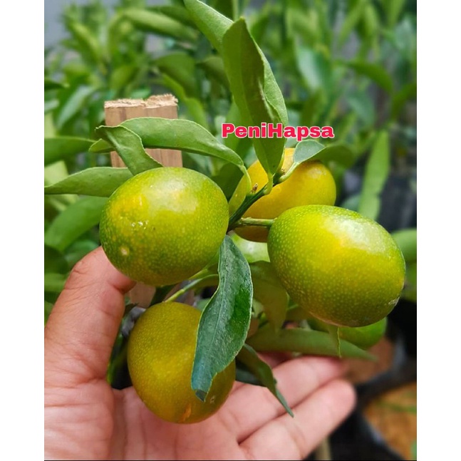Bibit Jeruk Nagami Sudah Berbuah Batang Besar