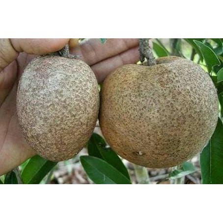 BIBIT TANAMAN BUAH SAWO MALAYSIA JUMBO CIKU MEGA SUPER