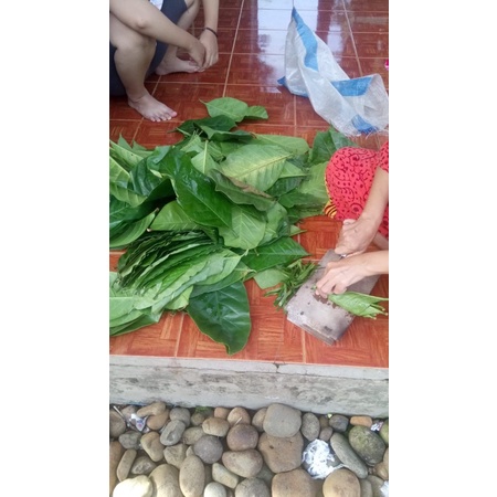 

daun kopi untuk kesehatan