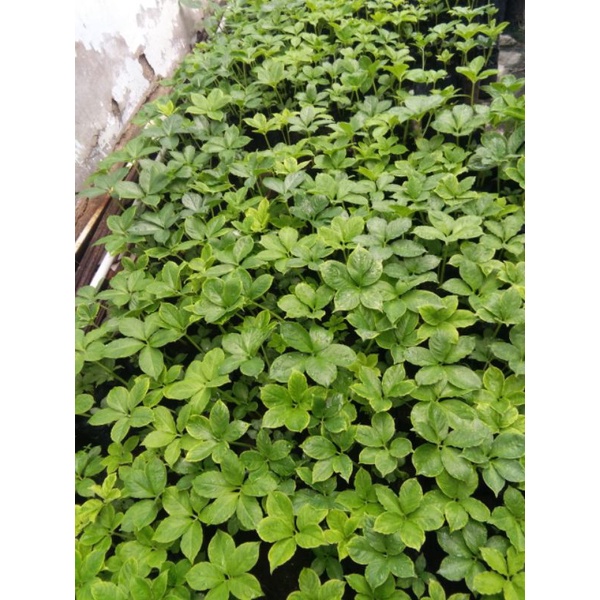 Bibit Porang spora tunas