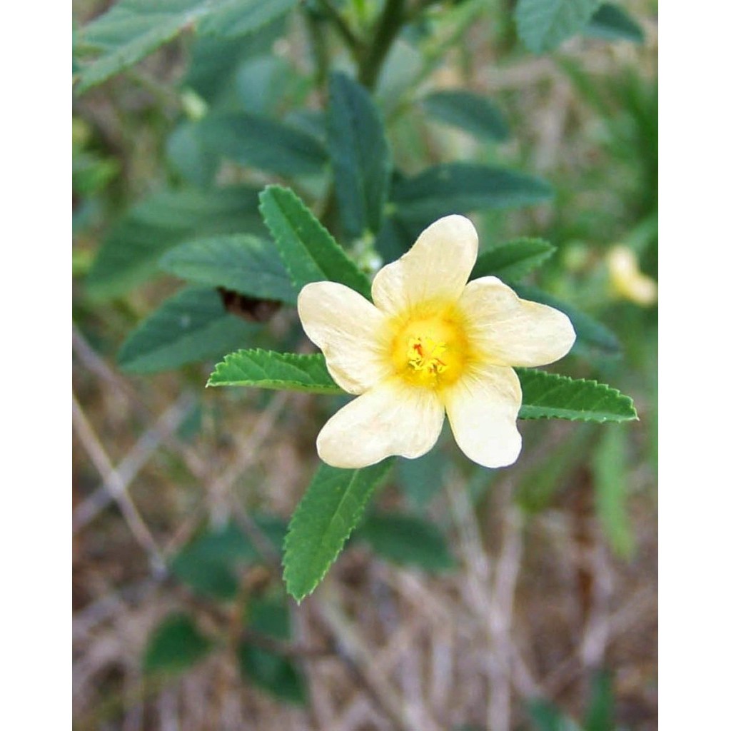 

Ekstrak Daun Sidaguri