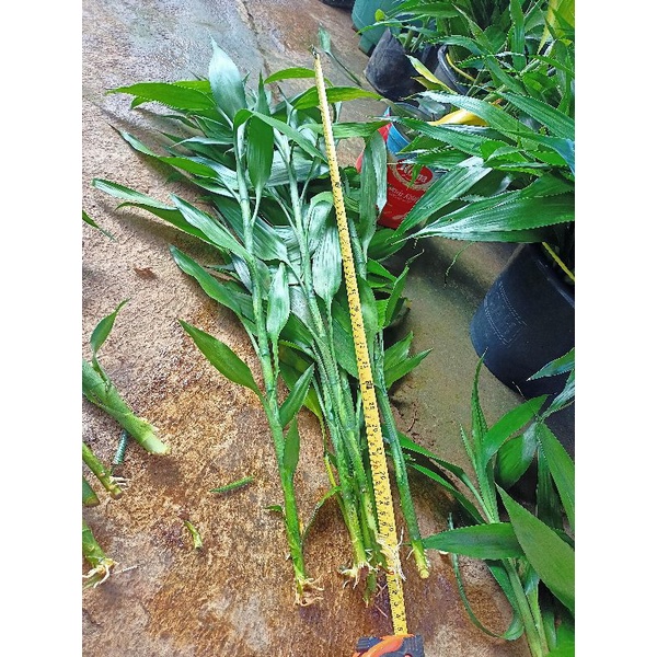 BAMBU HOKI SUDAH BERAKAR BERDAUN ( TINGGI