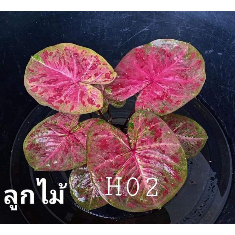 Keladi H02