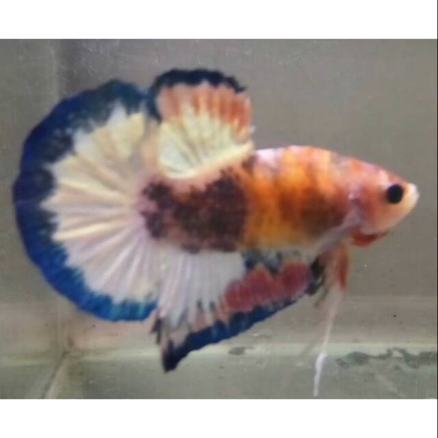 

Ikan Cupang Blue Rim Hybrid