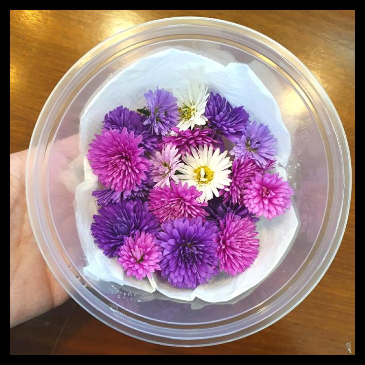 

TERBARUU!! Edible ASTER Fresh Flower topping makanan (GOJEK/GRAB ONLY) TERLARIS