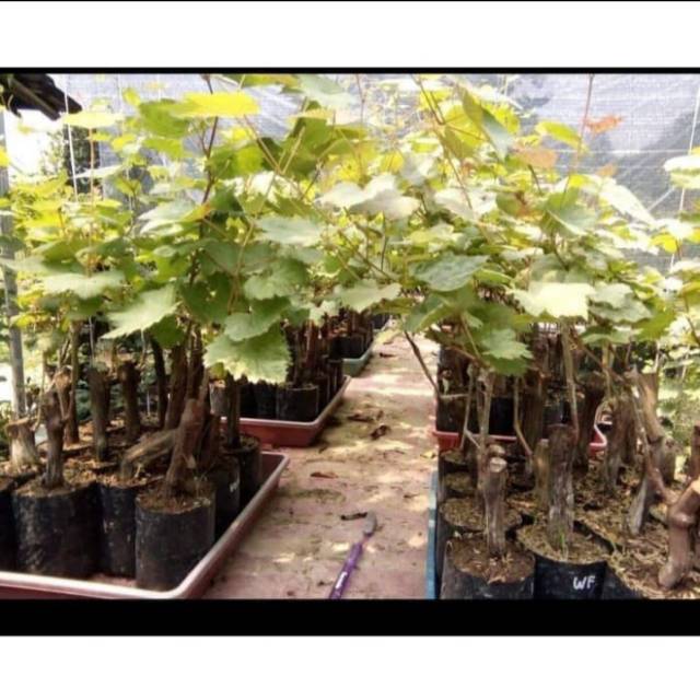 Bibit Anggur Import ANCAP // AISAR Grafting