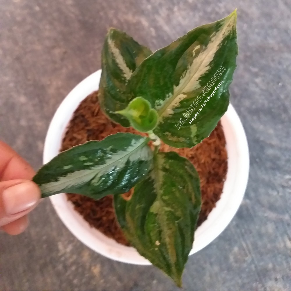 Aglonema Pictum Tricolor Anakan