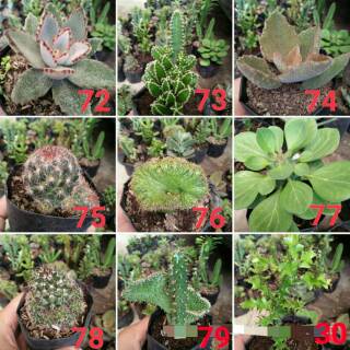 Tanaman Kaktus dan Sekulen Murah 7 Shopee Indonesia Tanaman Kaktus dan Sekulen Murah 7 Shopee Indonesia