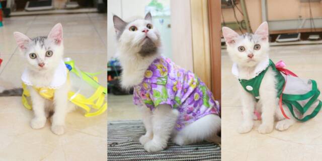Toko Online Baju Kucing Tangerang Shopee Indonesia Toko Online Baju Kucing Tangerang Shopee Indonesia