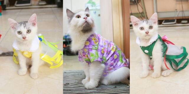 Toko Online Baju Kucing Tangerang  Shopee Indonesia