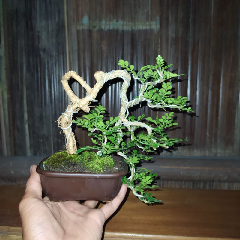 Bonsai kawista batu mame, pot keramik sudah siap pajang