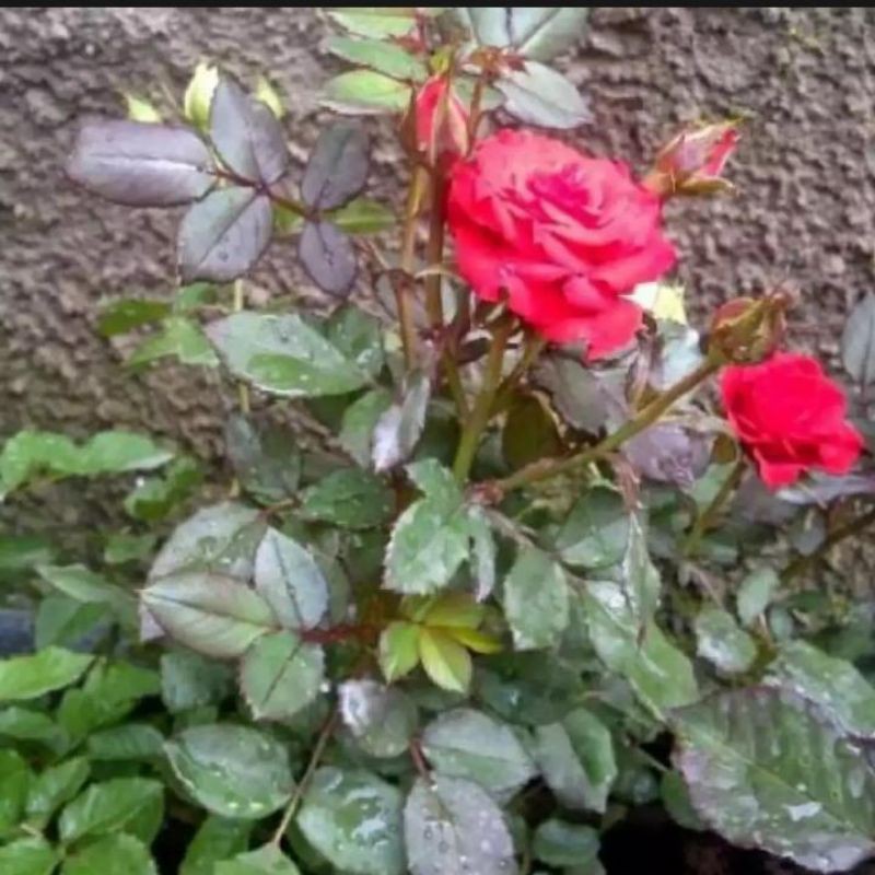 Tanaman hias hidup Bunga mawar merah - Tanaman hias bunga Mawar