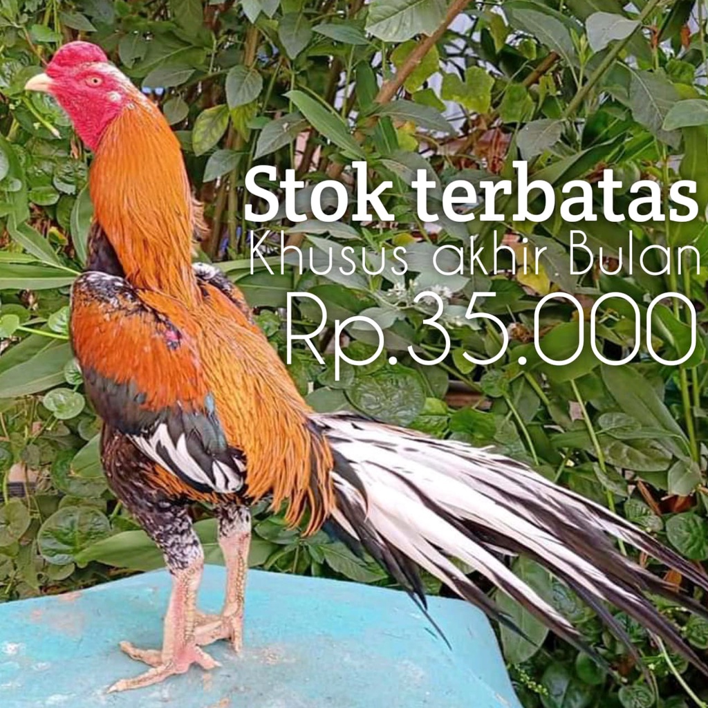 ayam bangkok ekor lidi telur fertil asli original perbutir